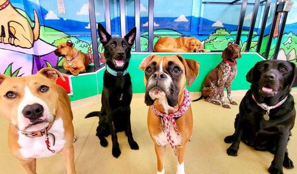 Doggy Daycare