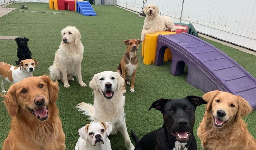 Doggy Daycare Doggy Daycare