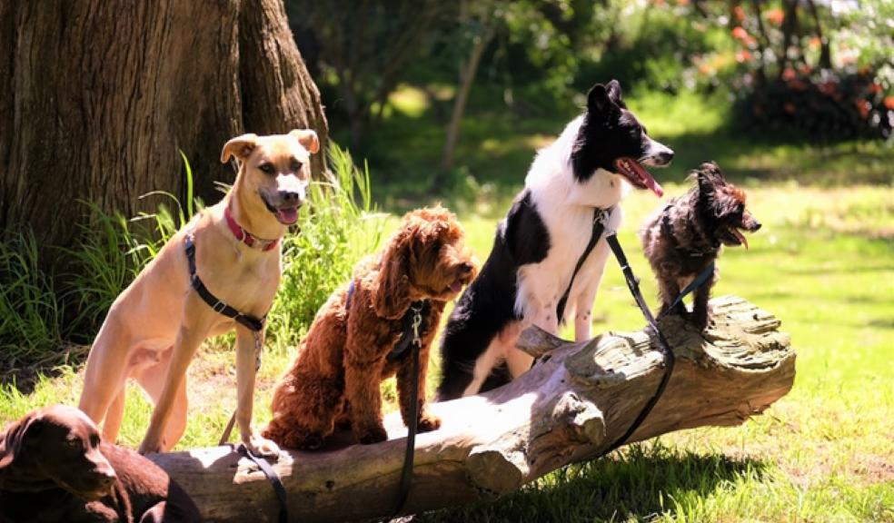 A pack of dogs on a log A pack of dogs on a log
