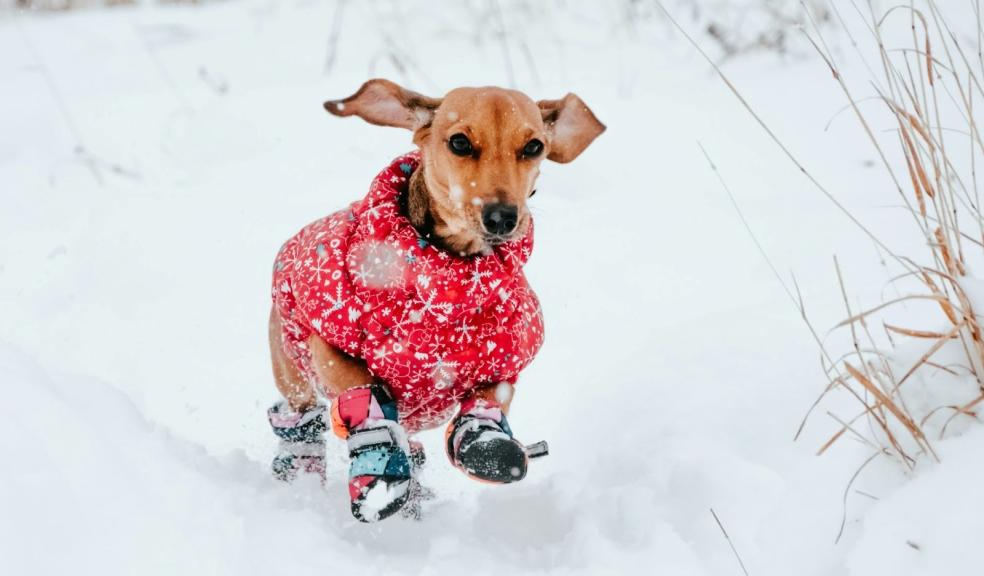 A dog in the snow A dog in the snow