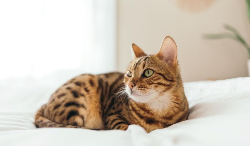 A cat lying on a bed A cat lying on a bed