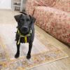 Buster the Patterdale on the Vintage Daisy Bordered Tangerine Rug