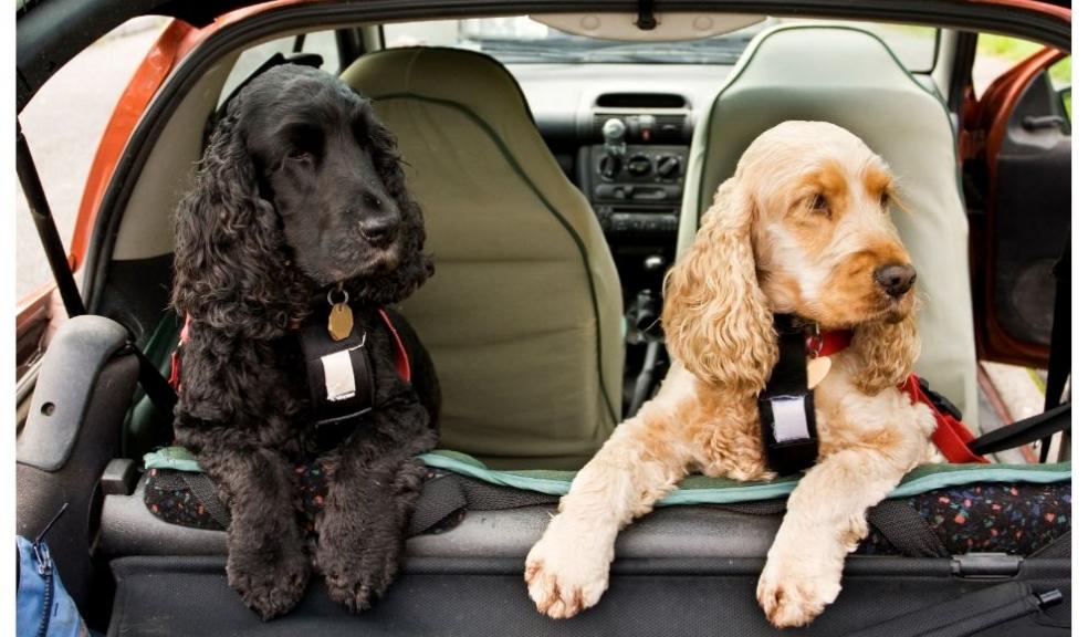 Cocker Spaniel dogs Cocker Spaniel dogs