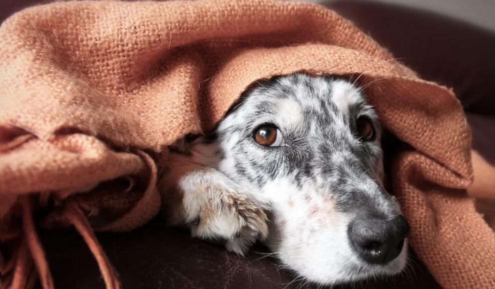 Dog on couch under blanket