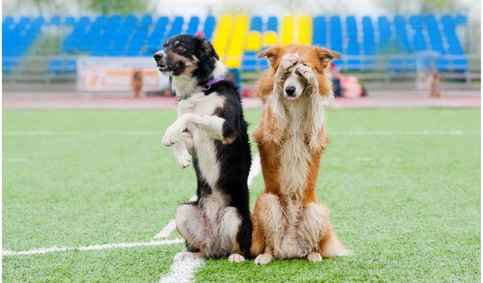 border collie dogs border collie dogs