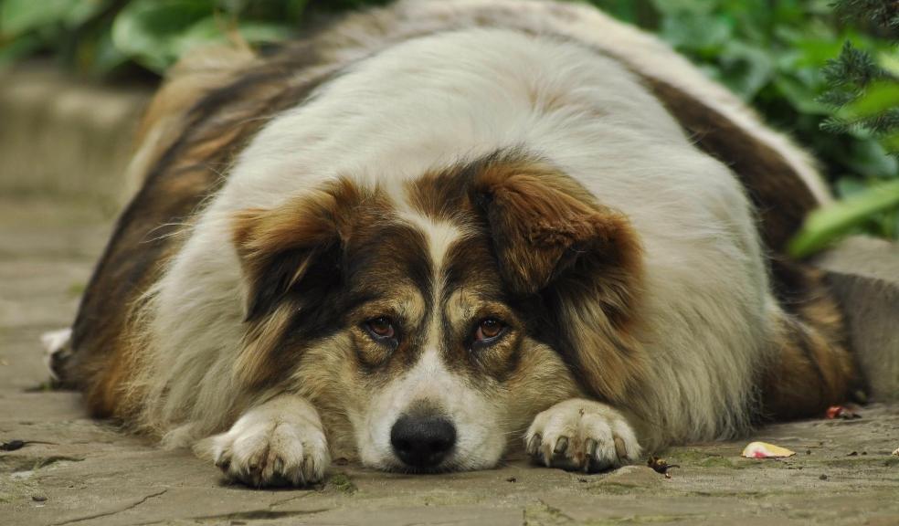 An overweight dog