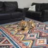 Momo the Shiba Inu on the Adobe Multicolour Tufted Rug