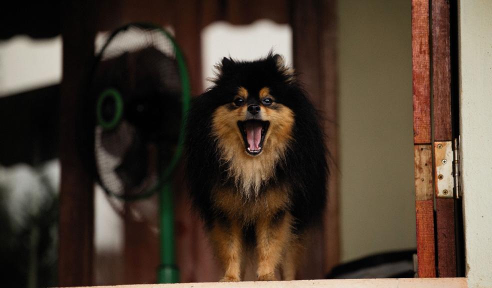 Black and Brown Long Coated Dog Black and Brown Long Coated Dog