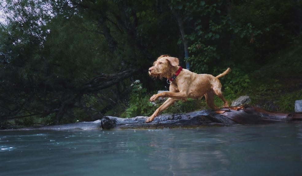 A Dog Jumping into the Water A Dog Jumping into the Water