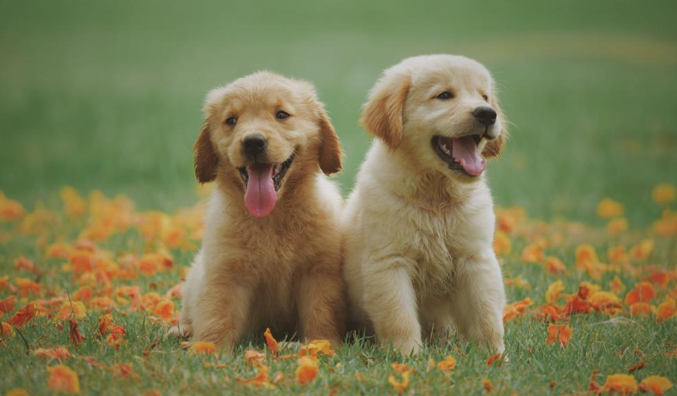Two Yellow Labrador Retriever Puppies Two Yellow Labrador Retriever Puppies