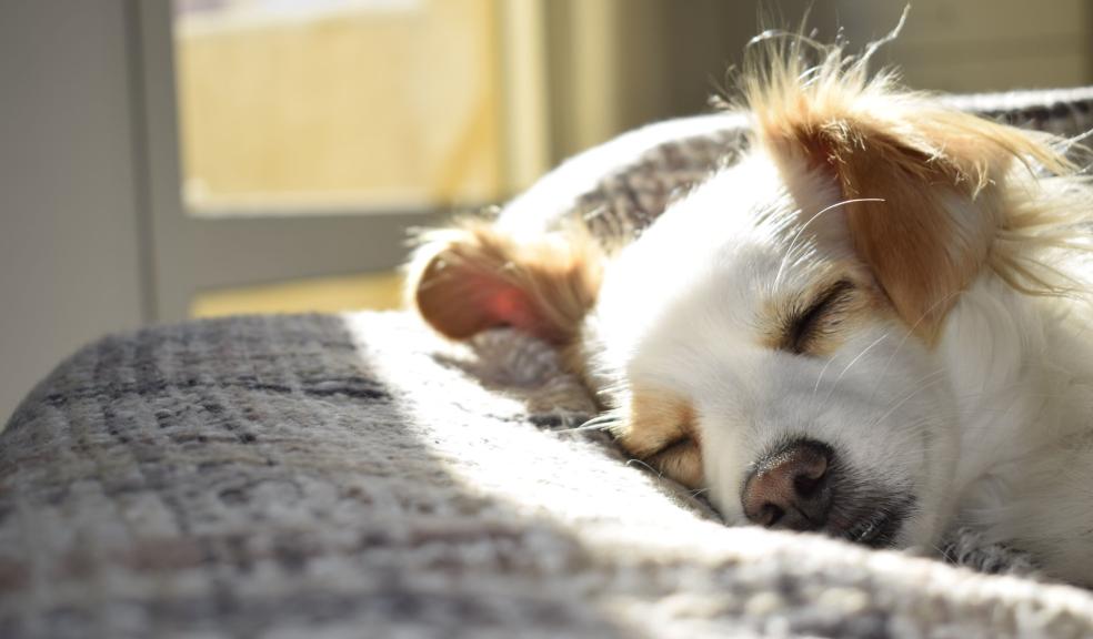 Closeup Photography of Adult Short-coated Tan and White Dog Sleeping on Gray Textile at Daytime Closeup Photography of Adult Short-coated Tan and White Dog Sleeping on Gray Textile at Daytime