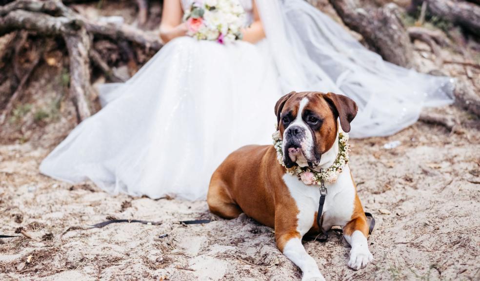 Bride and Her Brown and White Dog Bride and Her Brown and White Dog