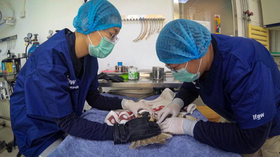 Veterinarians Operating on a Bird Veterinarians Operating on a Bird