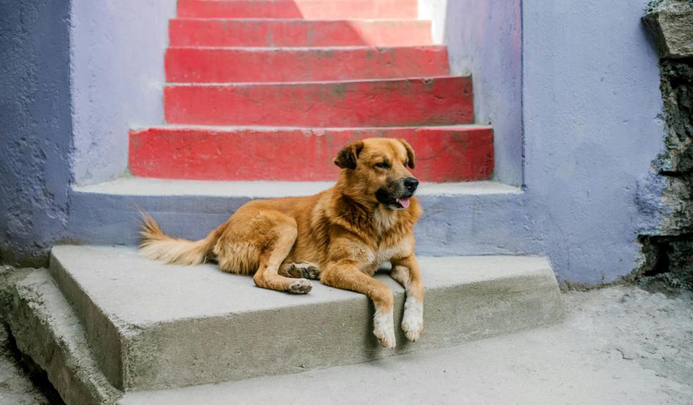 Cute dog resting on colourful stairs on street Cute dog resting on colourful stairs on street