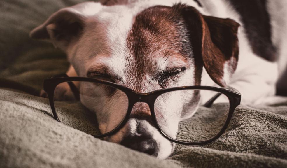 White and Brown Dachshund With Black Framed Eyeglasses White and Brown Dachshund With Black Framed Eyeglasses