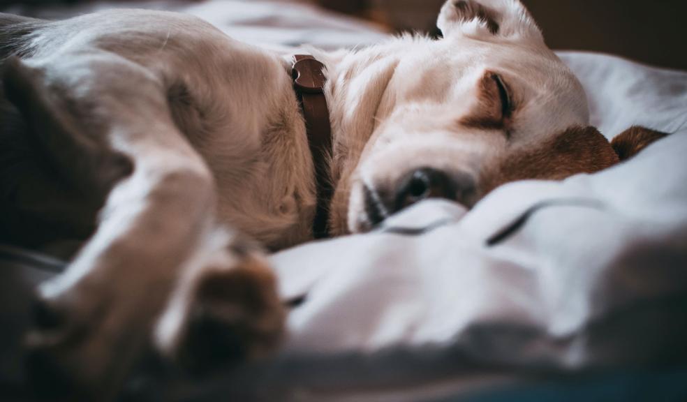 Close-Up Photo of Sleeping Dog Close-Up Photo of Sleeping Dog