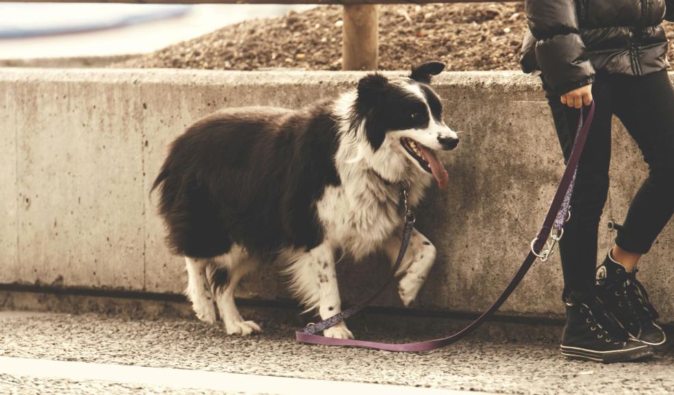 Person Holding Pet Dog Leash While Standing on Concrete Road Person Holding Pet Dog Leash While Standing on Concrete Road
