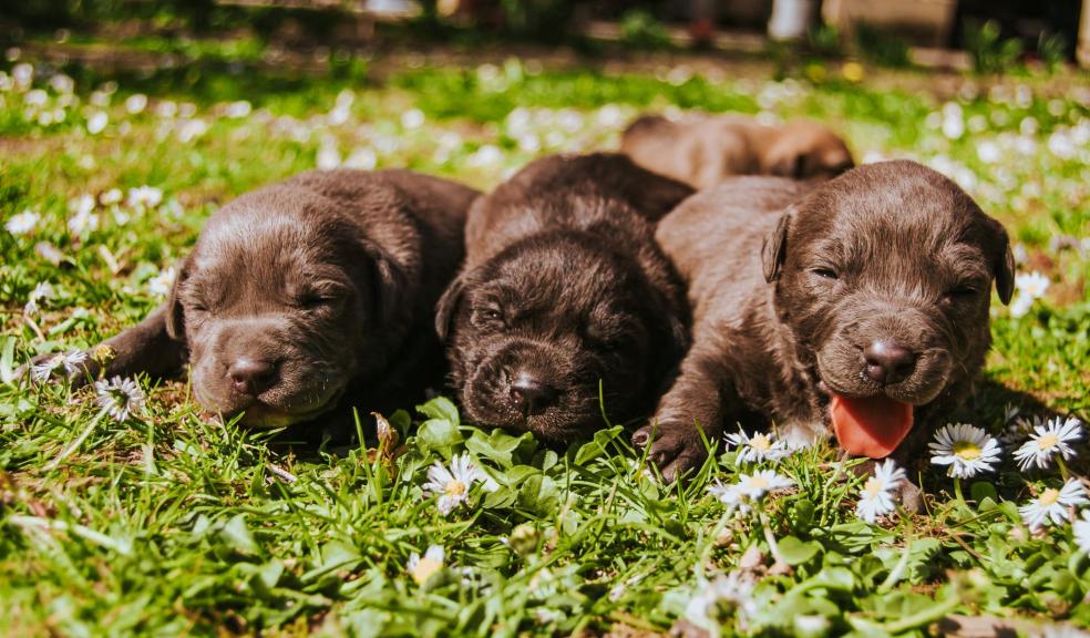 Three Brown Coated Puppies Three Brown Coated Puppies