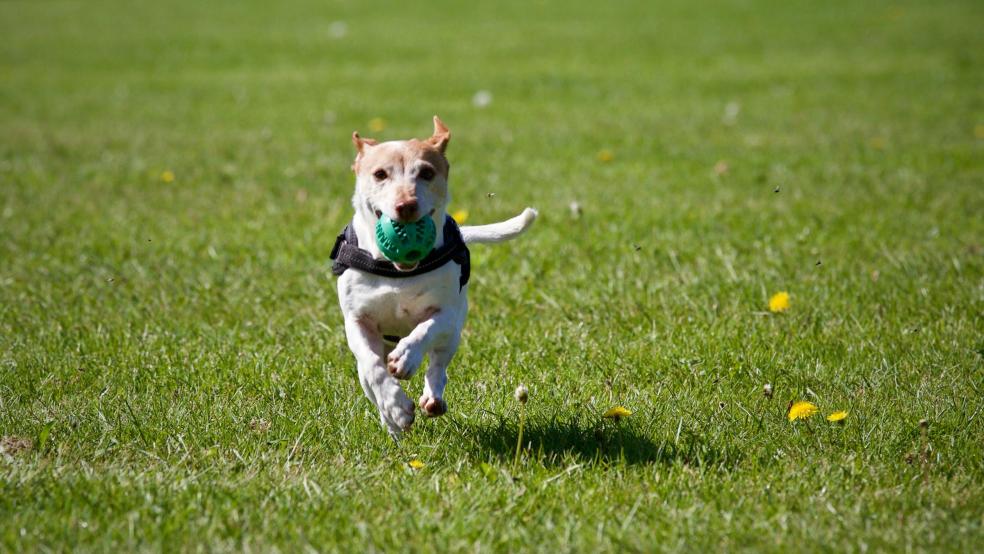 Dog Running on Grass Dog Running on Grass