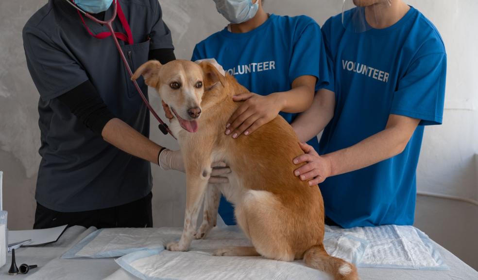 A Veterinarian and Two Volunteers Helping a Sick Dog A Veterinarian and Two Volunteers Helping a Sick Dog