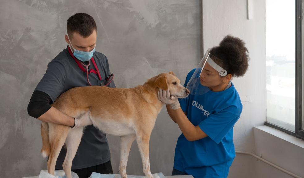 Woman in Blue Shirt Touching the Dog's Face Woman in Blue Shirt Touching the Dog's Face