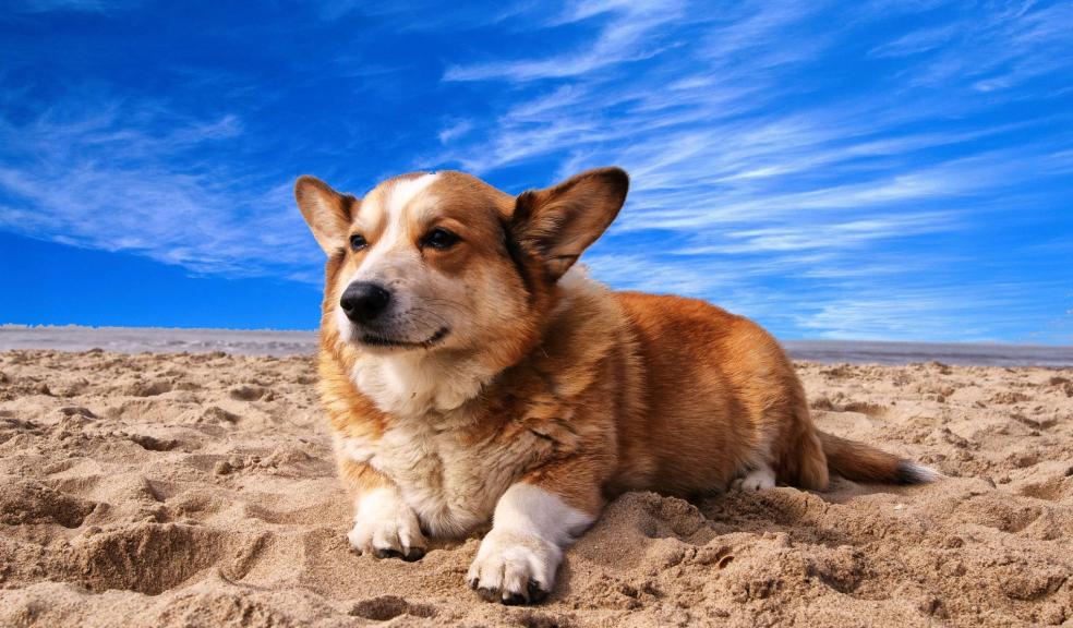 Pembroke Welsh Corgi Lying on the Sand Under White Cloud Blue Sky Pembroke Welsh Corgi Lying on the Sand Under White Cloud Blue Sky