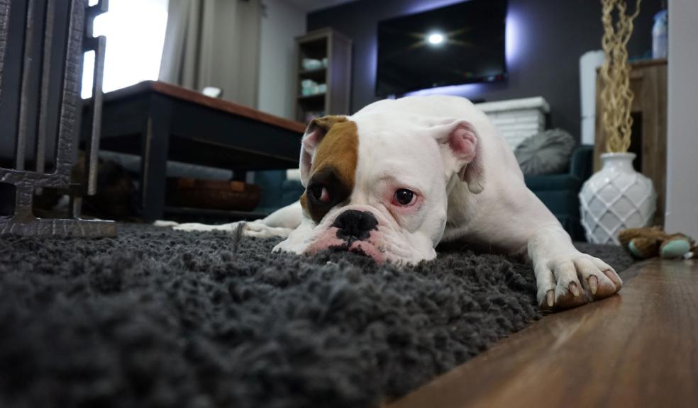 White and Tan English Bulldog Lying on Black Rug White and Tan English Bulldog Lying on Black Rug