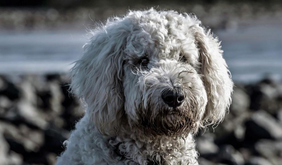 Adult White Toy Poodle on Selective Focus Adult White Toy Poodle on Selective Focus