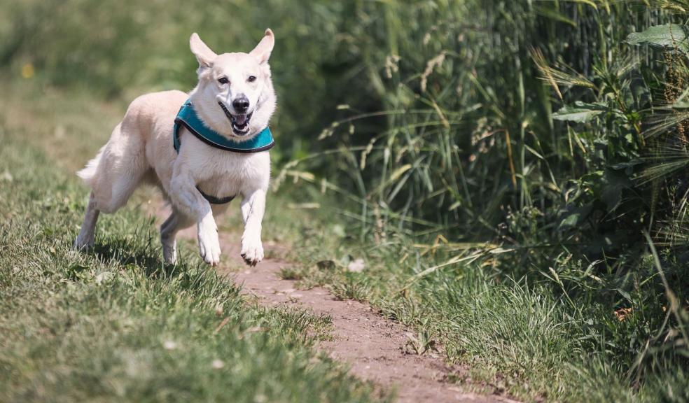 White Dog With Teal Collar Running Outside White Dog With Teal Collar Running Outside