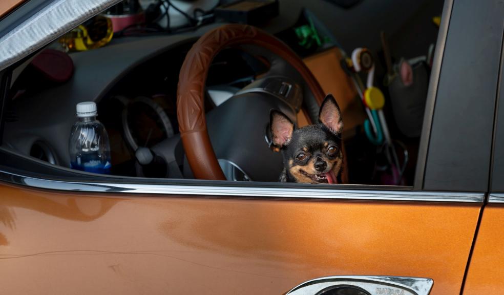 Brown and Black Dog on Yellow Car Brown and Black Dog on Yellow Car