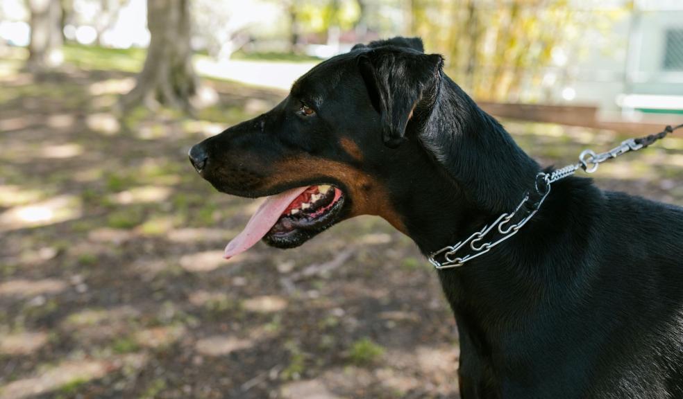 Black Dog in Close Up Photography Black Dog in Close Up Photography