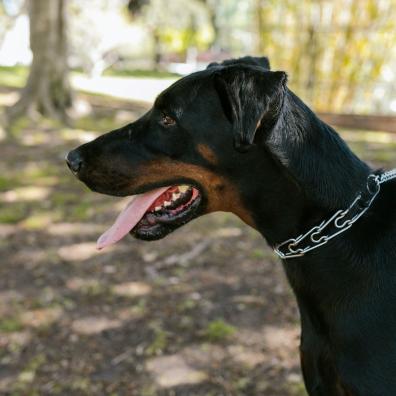 Black Dog in Close Up Photography