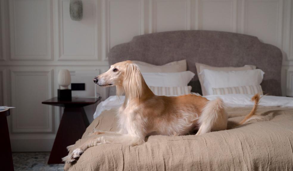 Greyhound Sitting on the Bed Greyhound Sitting on the Bed