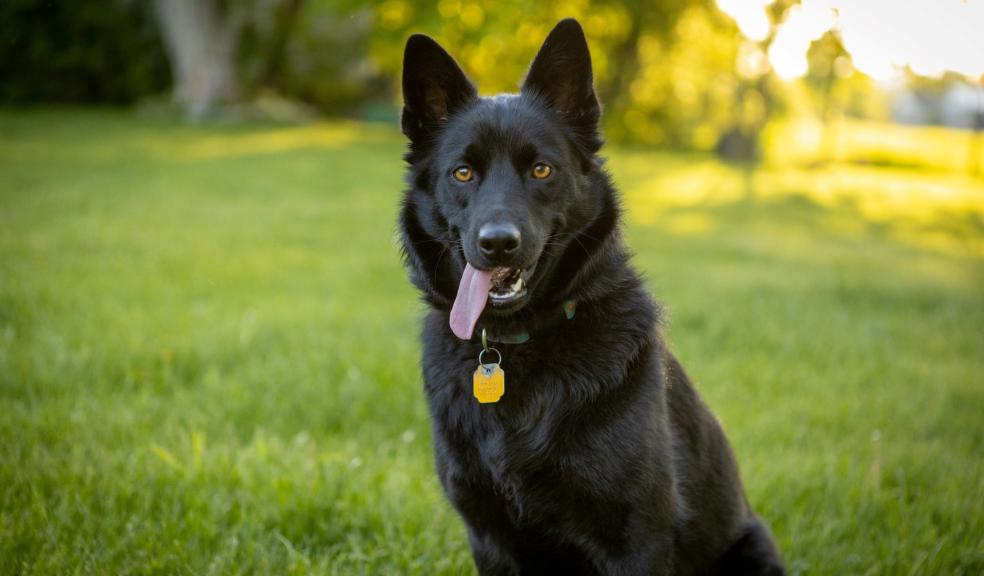 Schipperke Sitting in Green Grass Field Schipperke Sitting in Green Grass Field