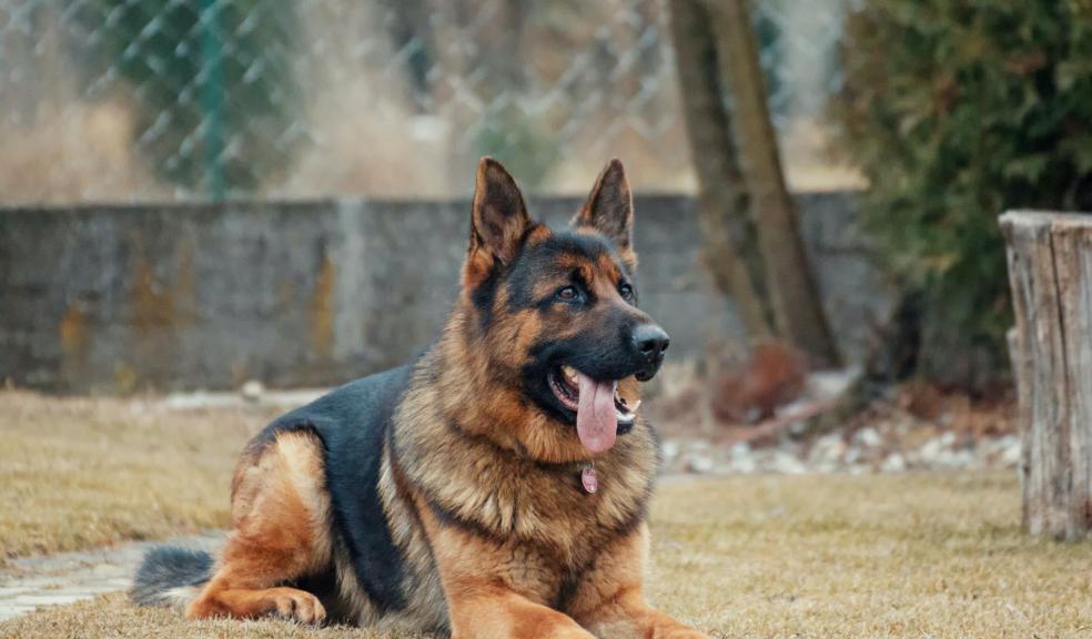 Adult German Shepherd Lying on Ground Adult German Shepherd Lying on Ground