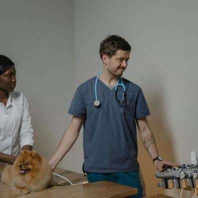 Veterinarian Checking Up the Dog Using an Ultrasound Machine
