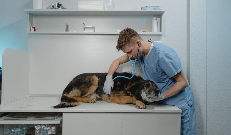 A Vet Checking a Sick Rough Collie A Vet Checking a Sick Rough Collie