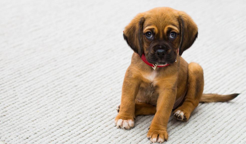 Puppy Sitting on Gray Textile Puppy Sitting on Gray Textile