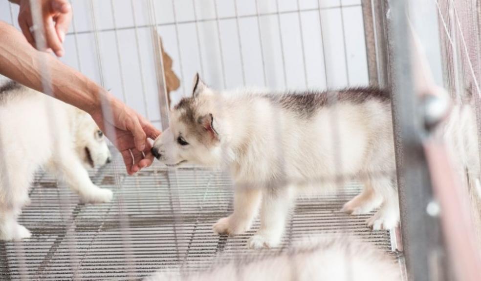 Puppies for sale