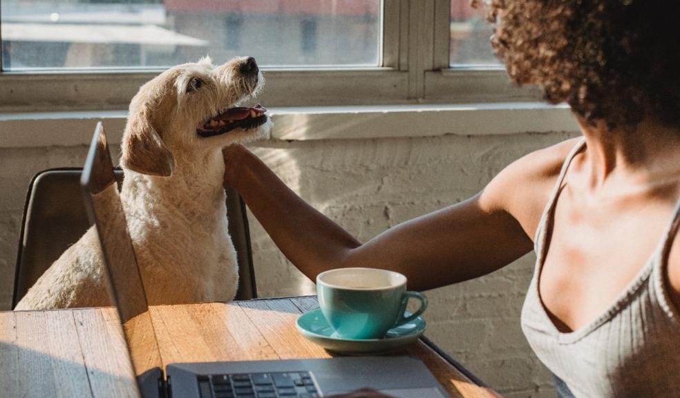 A dog and it's owner having coffee A dog and it's owner having coffee