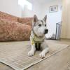 Sophie the Husky on the Modern Deco Art Rug