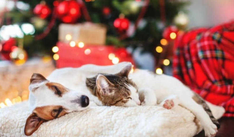 Sleeping Cat & Dog